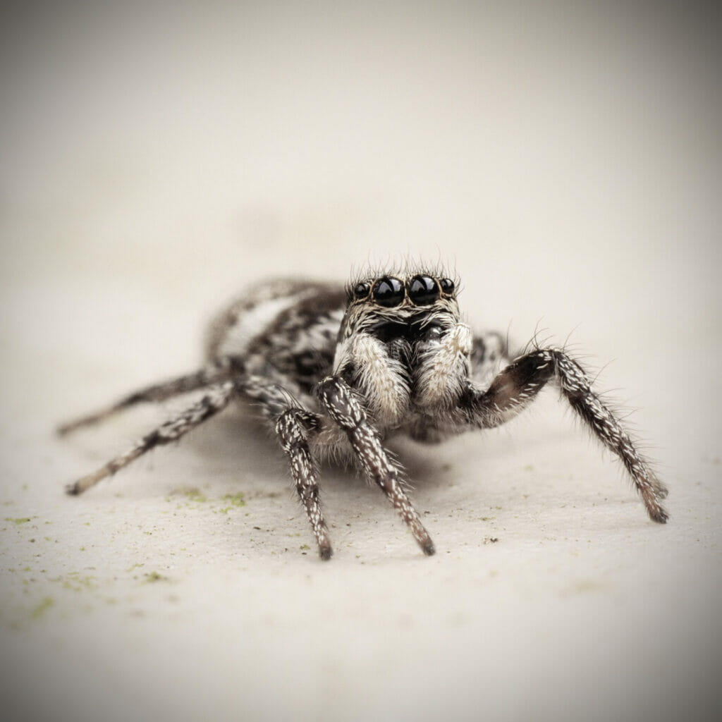 Macro / Close-Up Photograph of a garden spider