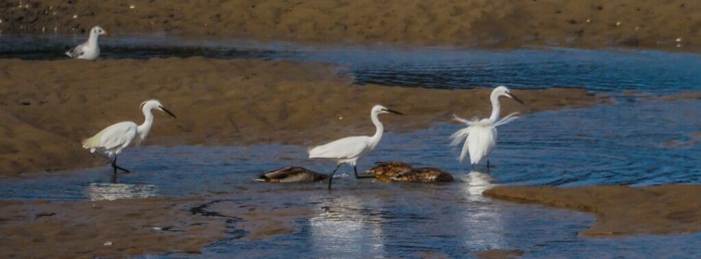 Winter Nature Ramble - Photography at RSPB Conwy - Photo taken from the RSPB Conwy Nature reserve of birds in the estuary