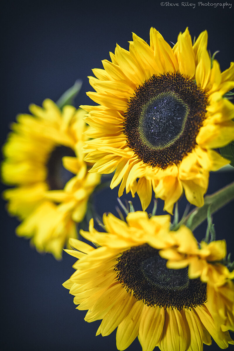 Sun flowers by Steven Riley