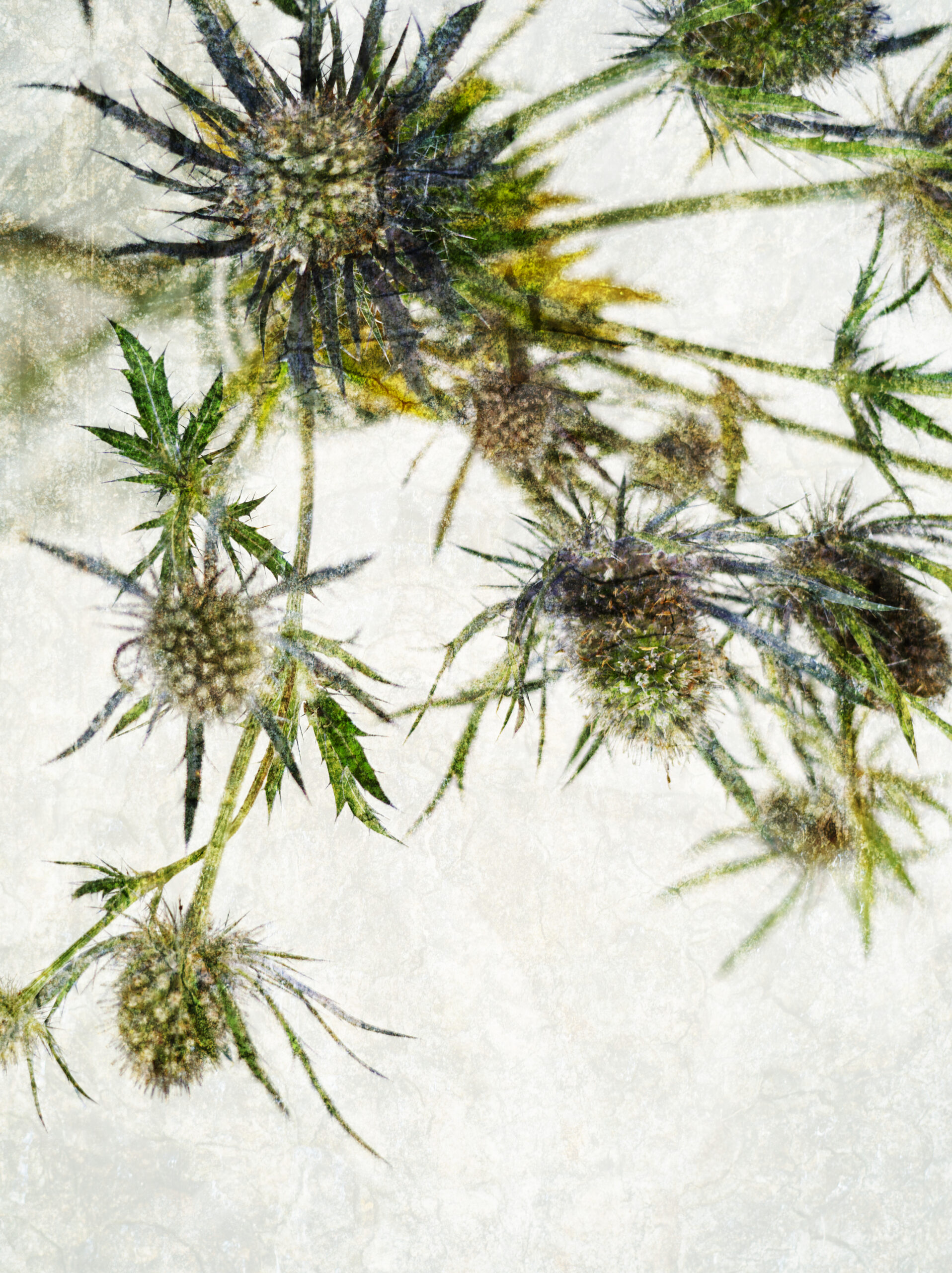 Creative Thistles by Victoria Smith