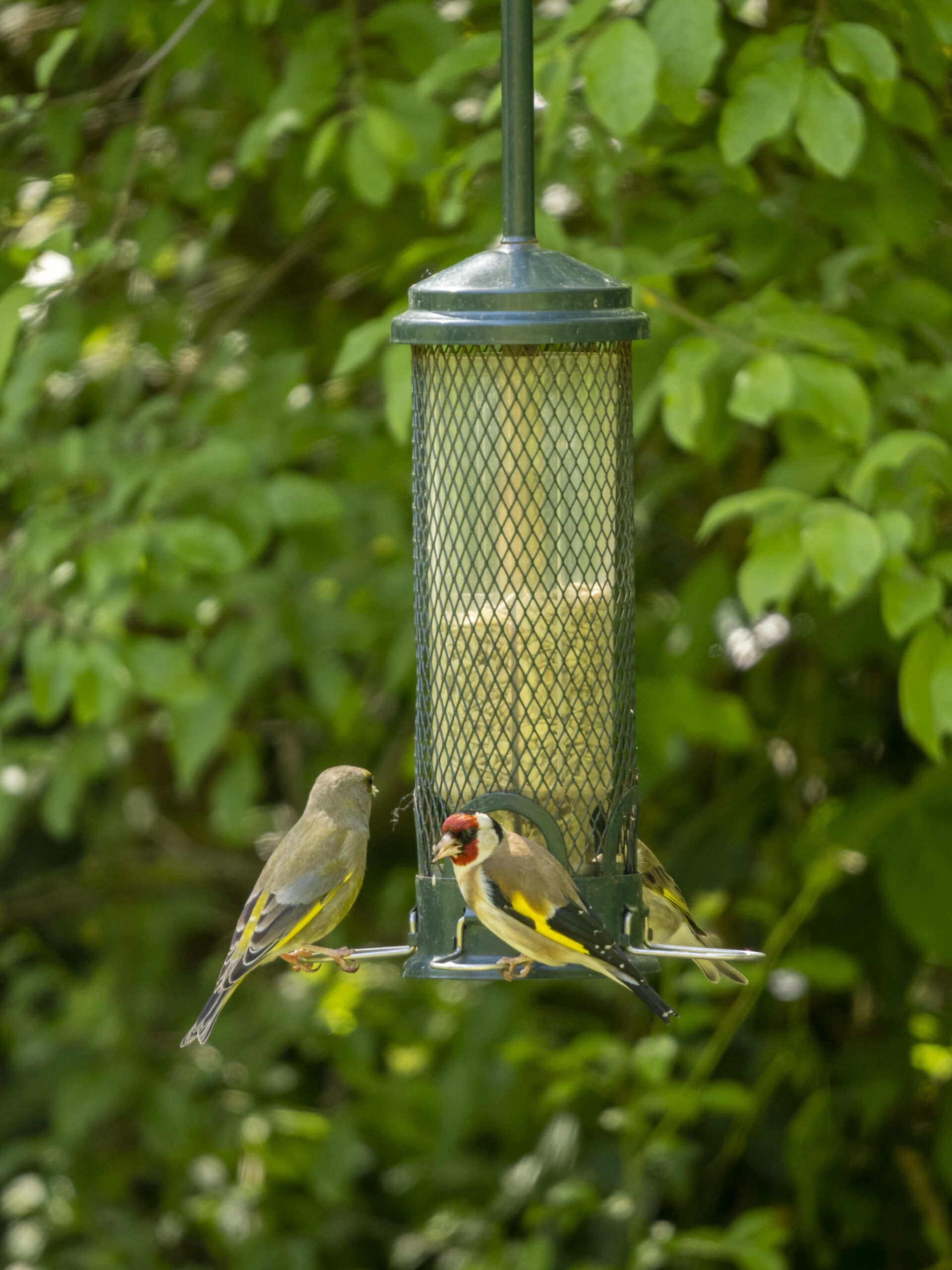 RSPB - Conwy - Eifion Williams #5